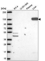 Pyruvate Carboxylase Antibody in Western Blot (WB)