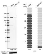 Pyruvate Carboxylase Antibody