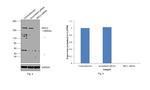 SRC2 Antibody in Western Blot (WB)