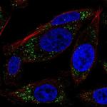 RRAS Antibody in Immunocytochemistry (ICC/IF)