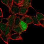 ID4 Antibody in Immunocytochemistry (ICC/IF)