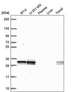 UBC3B Antibody in Western Blot (WB)