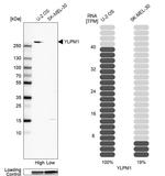 YLPM1 Antibody in Western Blot (WB)