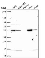 GluD1 Antibody in Western Blot (WB)