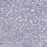 MYBPH Antibody in Immunohistochemistry (Paraffin) (IHC (P))