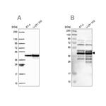 SLBP Antibody in Western Blot (WB)