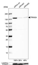 TRIM24 Antibody