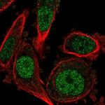 MKP2 Antibody in Immunocytochemistry (ICC/IF)