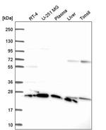 RPS5 Antibody in Western Blot (WB)