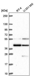 MRG15 Antibody in Western Blot (WB)