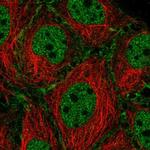 SYCP2 Antibody in Immunocytochemistry (ICC/IF)