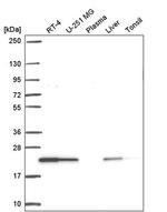 ARL1 Antibody in Western Blot (WB)