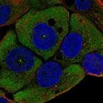 WNT11 Antibody in Immunocytochemistry (ICC/IF)