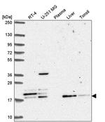 FAM96A Antibody in Western Blot (WB)