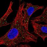 Arylsulfatase D Antibody in Immunocytochemistry (ICC/IF)