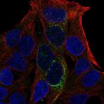 GCKR Antibody in Immunocytochemistry (ICC/IF)