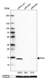 PIN4 Antibody