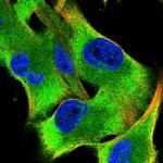 Seryl-tRNA synthetase Antibody in Immunocytochemistry (ICC/IF)