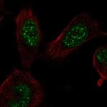 E2F7 Antibody in Immunocytochemistry (ICC/IF)