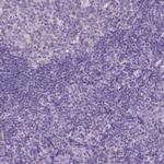 NAALAD2 Antibody in Immunohistochemistry (Paraffin) (IHC (P))