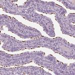 PACRG Antibody in Immunohistochemistry (IHC)