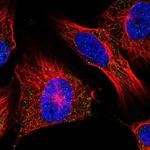 UCN2 Antibody in Immunocytochemistry (ICC/IF)