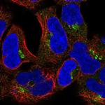 CLASP2 Antibody in Immunocytochemistry (ICC/IF)