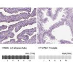 HYDIN Antibody