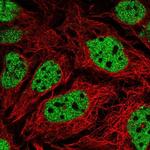 GPS2 Antibody in Immunocytochemistry (ICC/IF)