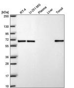 EHD1 Antibody in Western Blot (WB)