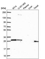 GBX2 Antibody in Western Blot (WB)