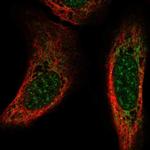 CSPG5 Antibody in Immunocytochemistry (ICC/IF)