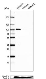 NCAPH2 Antibody