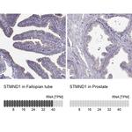 STMND1 Antibody in Immunohistochemistry (IHC)