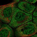 BarX2 Antibody in Immunocytochemistry (ICC/IF)