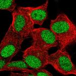 ZBED6 Antibody in Immunocytochemistry (ICC/IF)