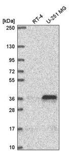 MTERF Antibody in Western Blot (WB)