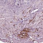 GDF11 Antibody in Immunohistochemistry (IHC)