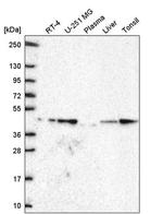 GDF11 Antibody in Western Blot (WB)