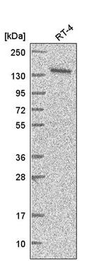 ARAP1 Antibody in Western Blot (WB)