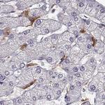 Cyclin F Antibody in Immunohistochemistry (IHC)