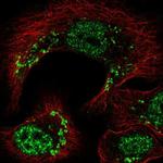 TRIP230 Antibody in Immunocytochemistry (ICC/IF)