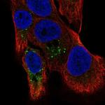 TMBIM1 Antibody in Immunocytochemistry (ICC/IF)