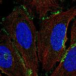 COLEC12 Antibody in Immunocytochemistry (ICC/IF)