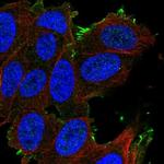 OATP1 Antibody in Immunocytochemistry (ICC/IF)