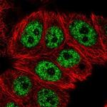 RCL1 Antibody in Immunocytochemistry (ICC/IF)