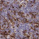 Cyclin F Antibody in Immunohistochemistry (IHC)