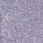 KCNMB4 Antibody in Immunohistochemistry (IHC)