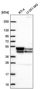 PDK3 Antibody in Western Blot (WB)