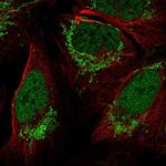 FOXB1 Antibody in Immunocytochemistry (ICC/IF)